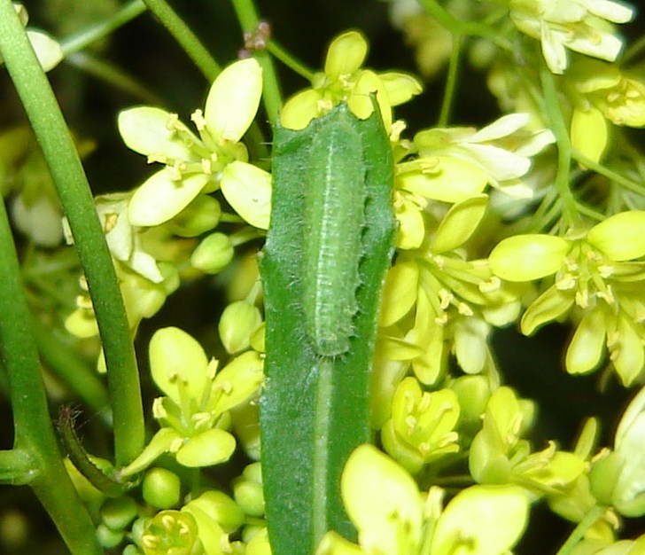 larva di?